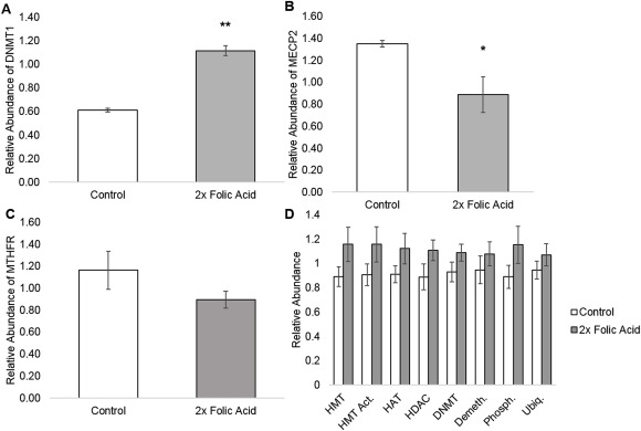 Folic Acid Overconsumption Leads to Decreased Gene Expression in Neuronal Cells